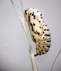 Attēlu rezultāti vaicājumam “Euphydrias aurinia”