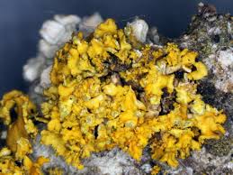 Attēlu rezultāti vaicājumam “Xanthoria fulva”