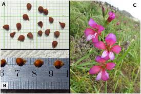 Attēlu rezultāti vaicājumam “Gladiolus imbricatus fruit”