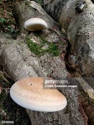 Attēlu rezultāti vaicājumam “Piptoporus betulinus”