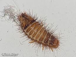 Attēlu rezultāti vaicājumam “Anthrenus museorum”