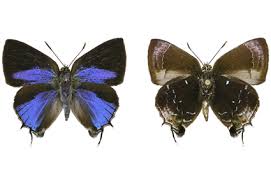 Attēlu rezultāti vaicājumam “Theclinae”