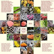 Attēlu rezultāti vaicājumam “Badhamia nitens”