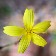 Attēlu rezultāti vaicājumam “Mycelis muralis”