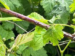 Attēlu rezultāti vaicājumam “Rubus caesius fruit”