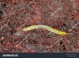 Attēlu rezultāti vaicājumam “Sciaridae”