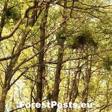 Attēlu rezultāti vaicājumam “Taphrina betulina”