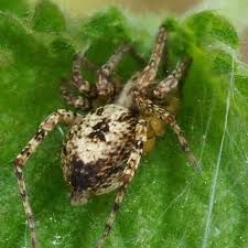 Attēlu rezultāti vaicājumam “Anyphaena accentuata male”