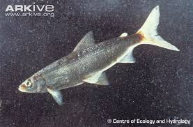 Image result for Coregonus albula