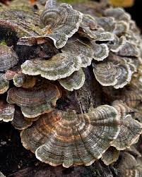 Attēlu rezultāti vaicājumam “Cerrena unicolor”