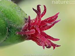 Attēlu rezultāti vaicājumam “Corylus avellana female flower”