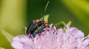 Attēlu rezultāti vaicājumam “Gaurotes virginea”