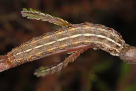 Attēlu rezultāti vaicājumam “Lycophotia porphyrea”