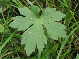 Attēlu rezultāti vaicājumam “Ranunculus acris leaf”