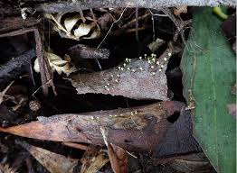 Attēlu rezultāti vaicājumam “Enteridium variabile”