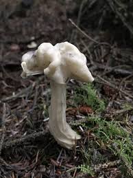 Attēlu rezultāti vaicājumam “Helvella crispa”