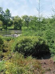 Attēlu rezultāti vaicājumam “Myrica gale”