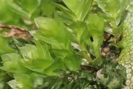 Attēlu rezultāti vaicājumam “Mnium stellare”