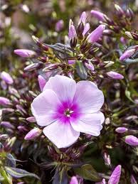 Image result for Phlox (großblumig)