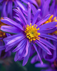Image result for Aster amellus