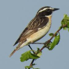 Attēlu rezultāti vaicājumam “Saxicola rubetra adult”