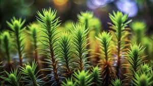 Attēlu rezultāti vaicājumam “Polytrichum formosum”