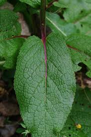 Attēlu rezultāti vaicājumam “Verbascum nigrum leaf”