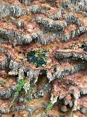 Attēlu rezultāti vaicājumam “Asterodon ferruginosus”