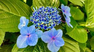 Attēlu rezultāti vaicājumam “Hydrangea”