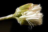 Attēlu rezultāti vaicājumam “Petasites spurius”