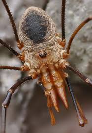 Attēlu rezultāti vaicājumam “Phalangium opilio”