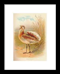 Image result for Otis tarda