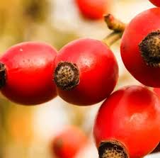 Attēlu rezultāti vaicājumam “Rosa subcanina fruit”