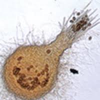 Attēlu rezultāti vaicājumam “Melanospora lagenaria”