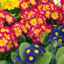 Attēlu rezultāti vaicājumam “Primula x polyantha”