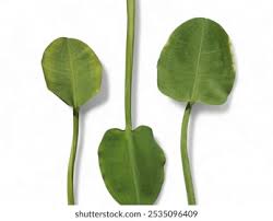 Attēlu rezultāti vaicājumam “Alisma gramineum leaf”