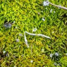 Attēlu rezultāti vaicājumam “Pottiales”