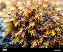 Attēlu rezultāti vaicājumam “Schistidium apocarpum macro”