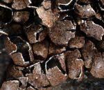 Attēlu rezultāti vaicājumam “Diderma subviridifuscum”