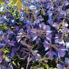 Image result for beladona