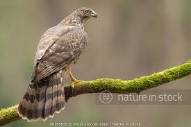 Attēlu rezultāti vaicājumam “Accipiter gentilis adult”