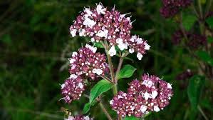 Image result for Origanum vulgare