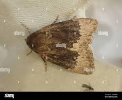 Attēlu rezultāti vaicājumam “Amphipyra perflua”