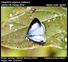 Attēlu rezultāti vaicājumam “Celastrina argiolus female”