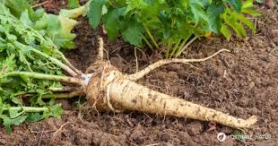 Image result for Pastinake