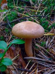 Attēlu rezultāti vaicājumam “Suillus bovinus”