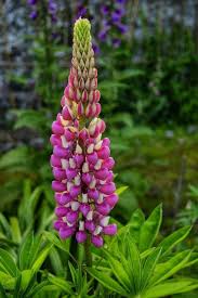 Attēlu rezultāti vaicājumam “Lupinus polyphyllus flower”