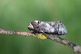 Attēlu rezultāti vaicājumam “Cossus cossus”