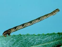 Attēlu rezultāti vaicājumam “Eupithecia subumbrata larva”