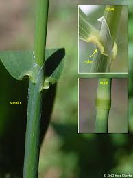 Attēlu rezultāti vaicājumam “Phalaroides arundinacea leaf”